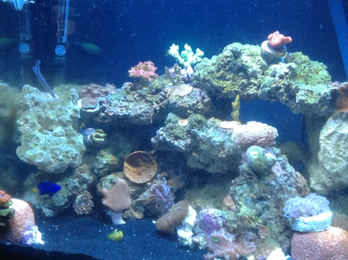 I placed two Eco-Bio Blocks in my aquarium approximately two weeks prior to taking this photo.