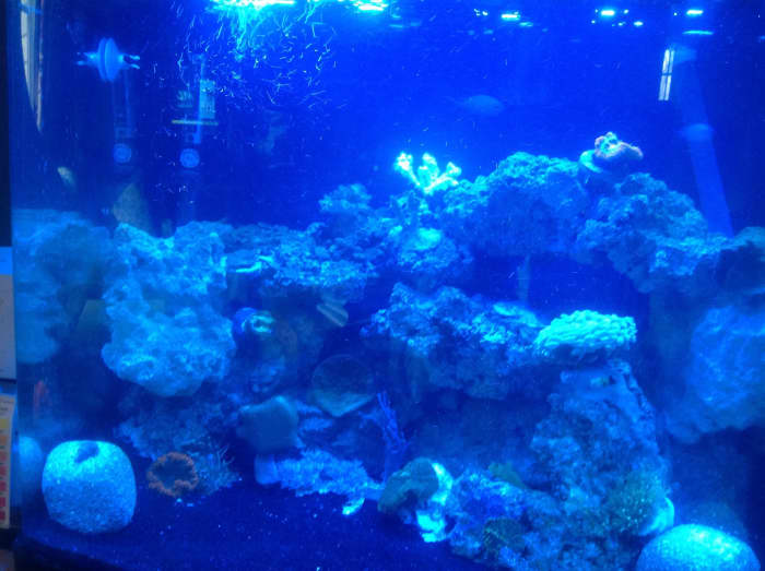 I've introduced several Eco-Bio Blocks to my tank in addition to performing regular maintenance and frequent water changes to ensure my water's quality is as high as possible.