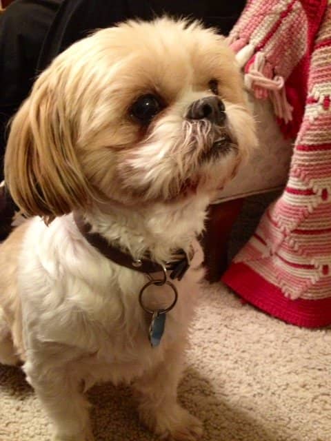 Mo, a Shih tzu, belongs to my parents, and was rescued from a shelter in Missouri. Isn't he the cutest?