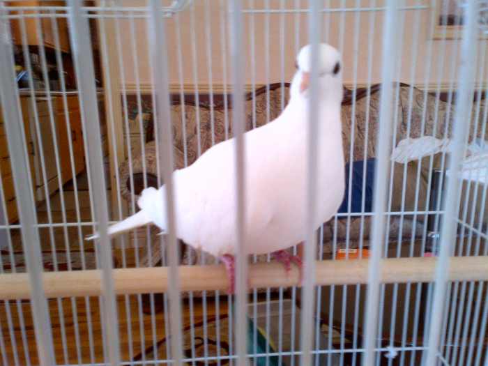 Do White Java Doves Make Good Pets? PetHelpful