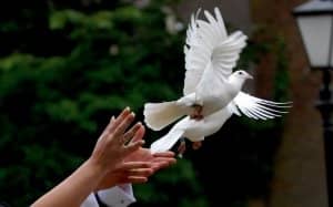 Doves are sometimes released at weddings, but this is not recommended. These doves often become lost and are easy prey for predators.