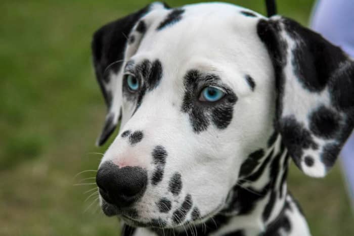 Blue eyes can occur in dalmatians, although it is a disqualifying fault.