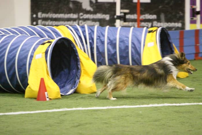 Courses can be designed with the new challenges without "testing" for how athletic the handler is.