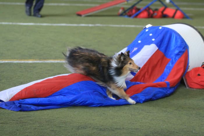 The author's sheltie returning to his handler after questioning her distance cues.