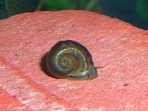 You may not mind having a few ramshorn snails around.
