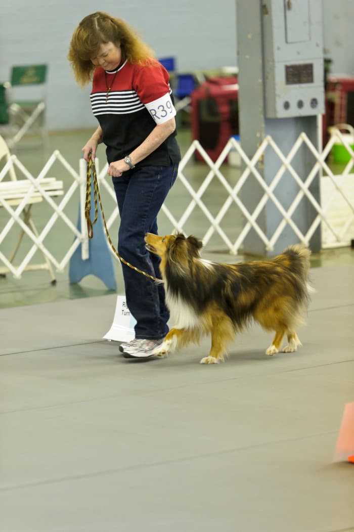 With just the right emotional diet, you can help your dog become everything they were meant to be.