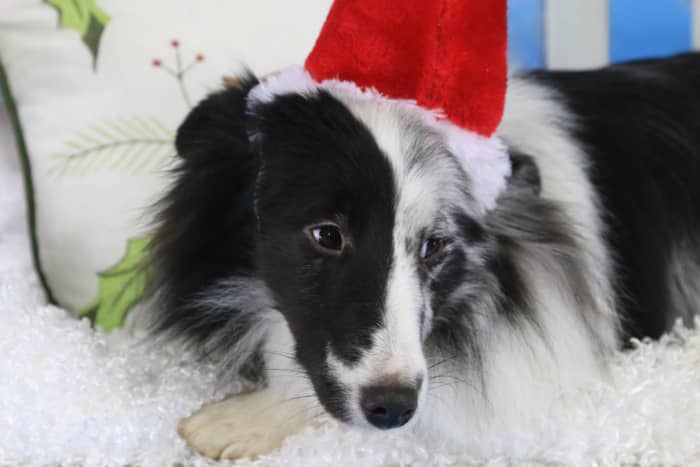 It's pretty obvious the author's Sheltie is none to pleased to be forced to wear a Santa hat. Dog's emotions are sometimes easy to read, but sometimes they are very subtle.