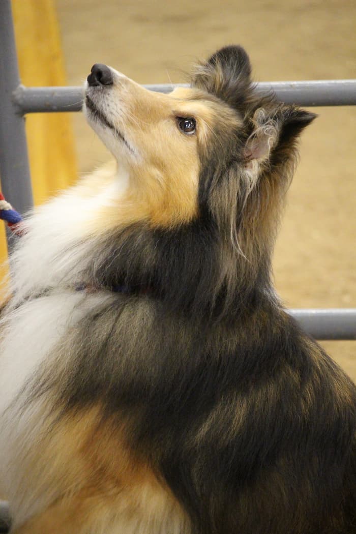 Dogs aren't clones. As such, each dog must be trained with emotions that will meet the dog's needs to bring out her individual personality.