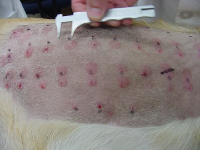 Why Is My Dog's Body Covered in Bumps or Welts? - PetHelpful