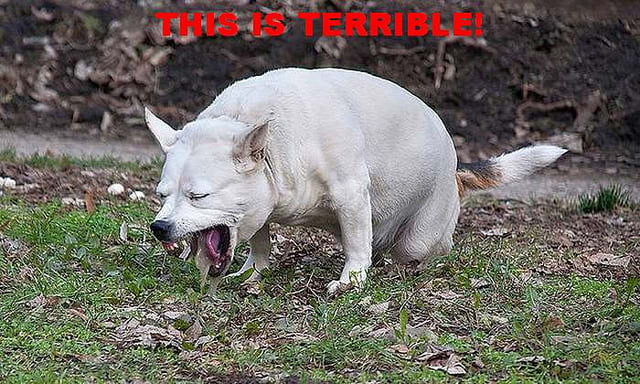 If your dog is vomiting after eating bones, she may be obstructed.