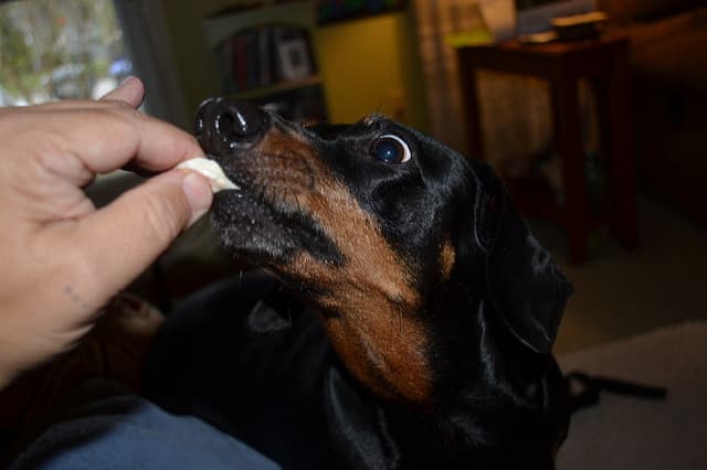 A dog that swallows chicken bones without chewing is at risk of choking.