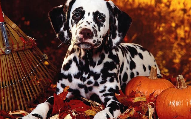 Pumpkin is a good bulk laxative but not all dogs like the taste.