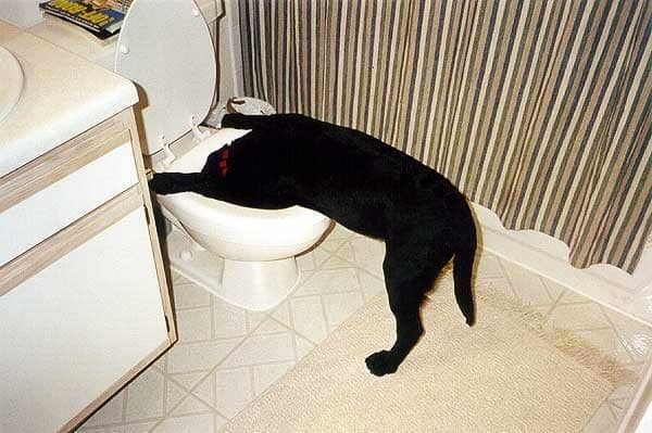After eating a chicken bone you should not force your dog to vomit.