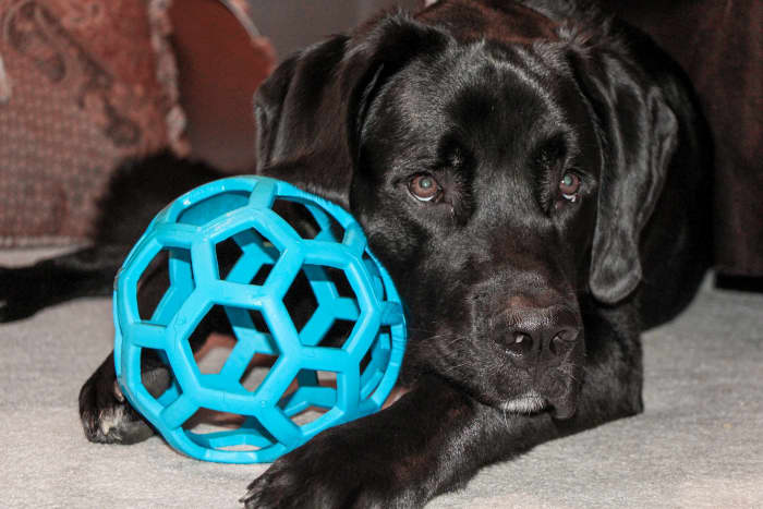 If you notice one or more of these symptoms, it is a good idea to take your dog's temperature to be safe.