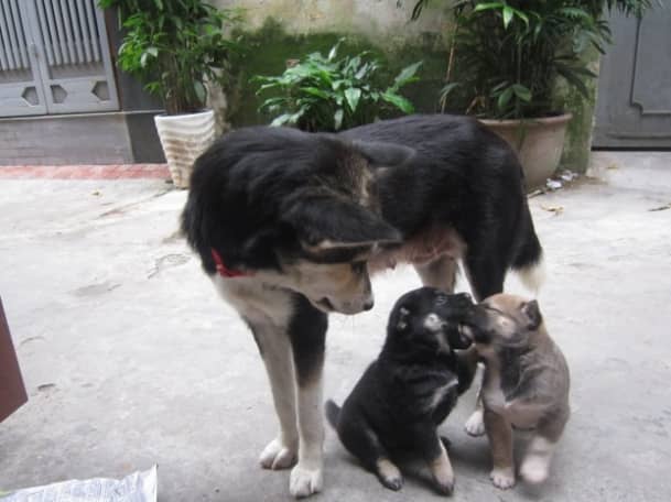 Indochina dingos were once used as boar-hunting aids by locals in the mountains of Vietnam.