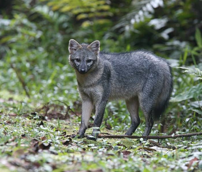 Aside from living in the wild and hunting for their food, Amazon short-eared dogs behave very similarly to domestic dogs.