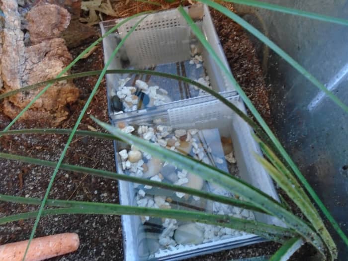 These water dishes are four inches deep. Note the ramps and climbing surfaces, which allow crabs to easily enter and exit the water.