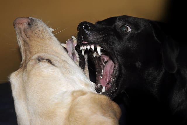 You may only have one chance to stop a dog once he is attacking.