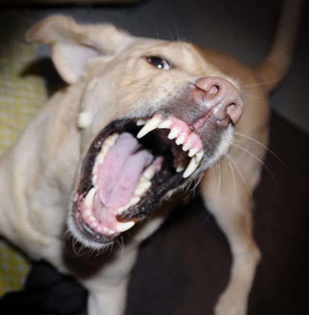 Not all dogs are going to give you an obvious warning.