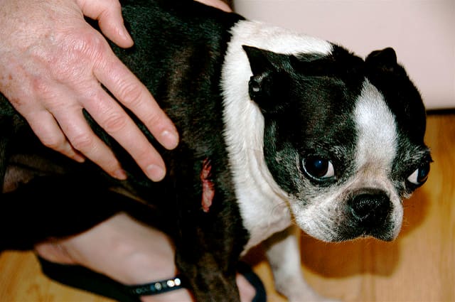 Stay calm and protect your dog before this happens.