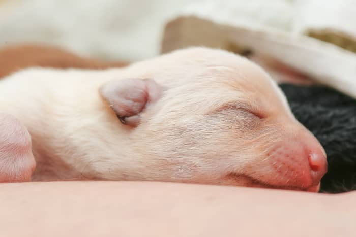 Interesting Facts and Myths About the Runt of the Litter - PetHelpful