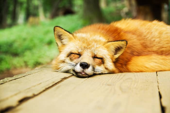 Though they may be amazingly cute, owning a pet fox can function similar to a full-time job and should not be taken lightly.