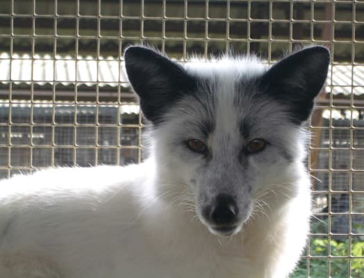 Foxes are very high-energy animals that need lots of opportunities to run, play, forage, and dig.