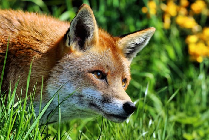 Due to the confusing nature of their legality and the complexity of their needs, it's absolutely vital to make sure you do extensive research before deciding to own a fox as a pet.