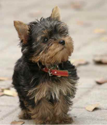 facts-about-teacup-dog-breeds