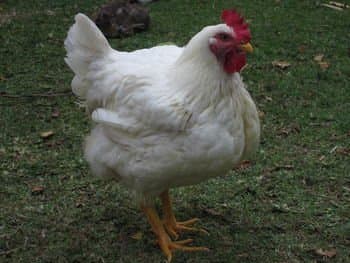 Cornish Cross are a 3–4 generation hybrid meat chicken that must be purchased from the hatchery. They dominant the meat industry as they grow extremely fast and extremely large being ready for slaughter at 8 weeks of age.
