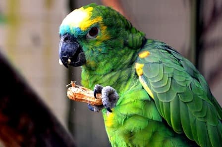 Поощряйте попугаев, когда они сами просят лакомство.  Например, дайте им орех, когда они скажут «Орех!»