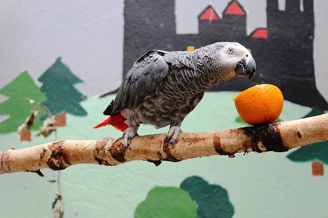— Хочешь апельсин?  Каждый раз, когда вы даете попугаю определенную еду, говорите, что это такое.
