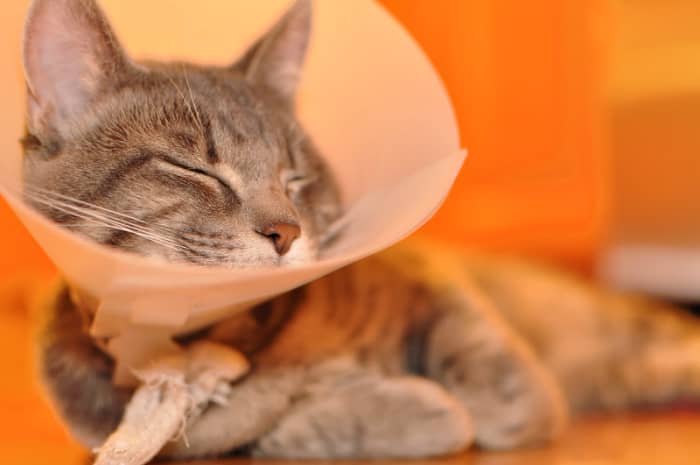 A typical cone collar on a cat