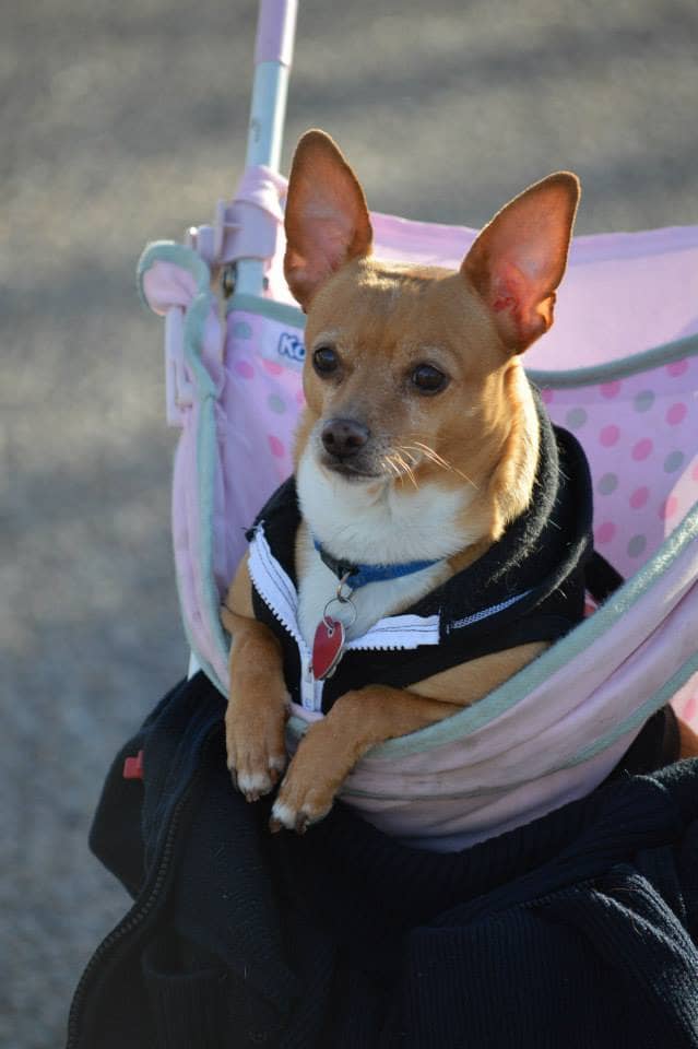 Chewy traveling in style in his Pink Cadillac. Again, even though he was in New Mexico the weather was too cold for him to go outside without a jacket.