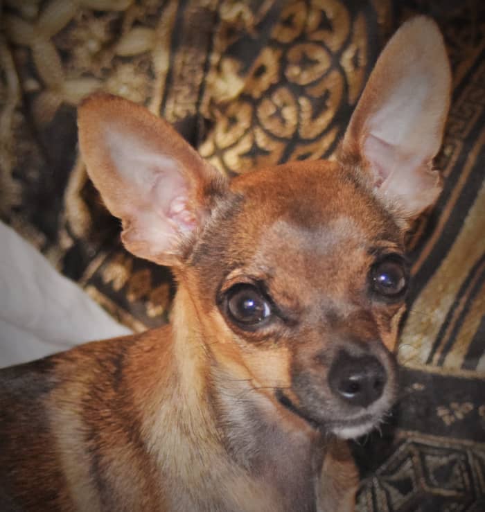 Emma weighs five pounds. Handling Emma required patience and care due to her small size. She loves children and is easily excited around them, but playtime is always supervised.