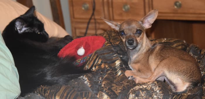 Emma adores other animals, particularly cats. She easily joined our pack and often acts and plays with my cats as if she thinks she is a cat, too!