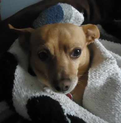 Chewy refused to get out of bed when it was cold. His first introduction to snow was a shock and he had to be carried outside to potty. He spent three days hiding in bed.