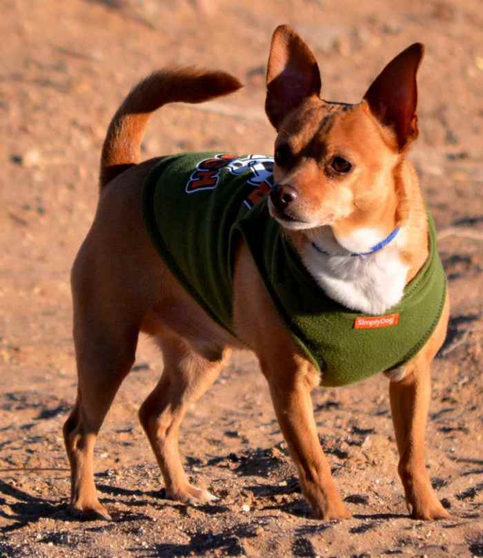 Chewy in his Chewhoodie. He is a bold, confident dog in spite of his small size.