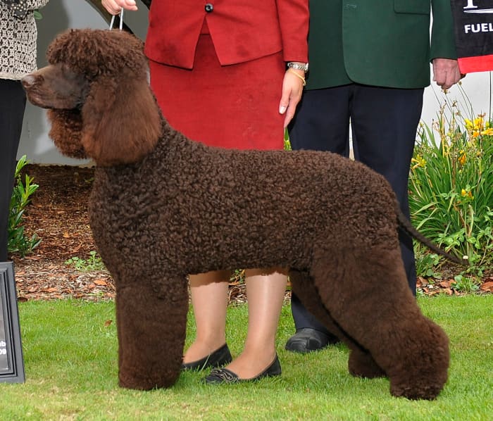 The rare Irish Water Spaniel is also known as the Shannon Spaniel, and is one of the largest and oldest of the spaniel breeds.