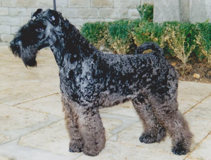 The Kerry Blue Terrier is an all around farm dog, performing herding, livestock protection and guard dog duties.