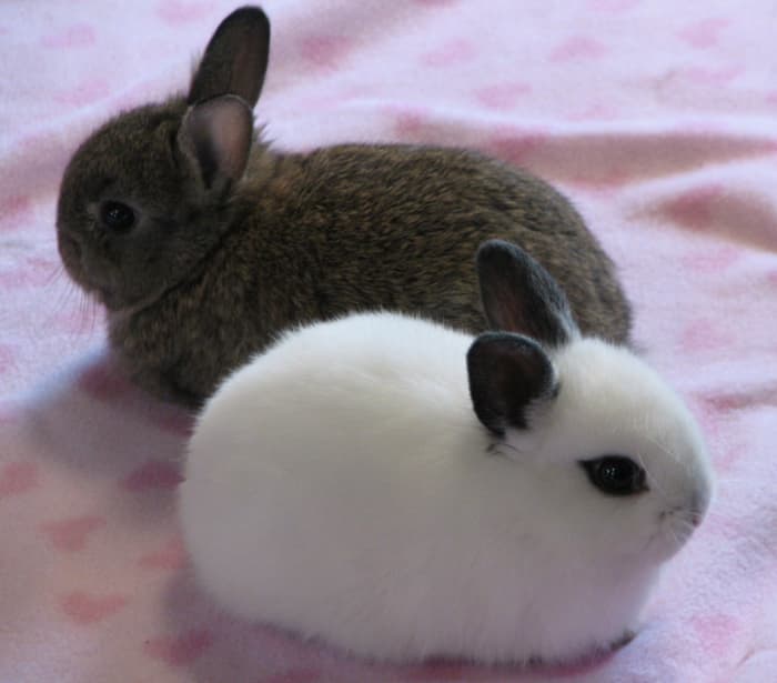 15 of the Best Pet Rabbit Breeds PetHelpful