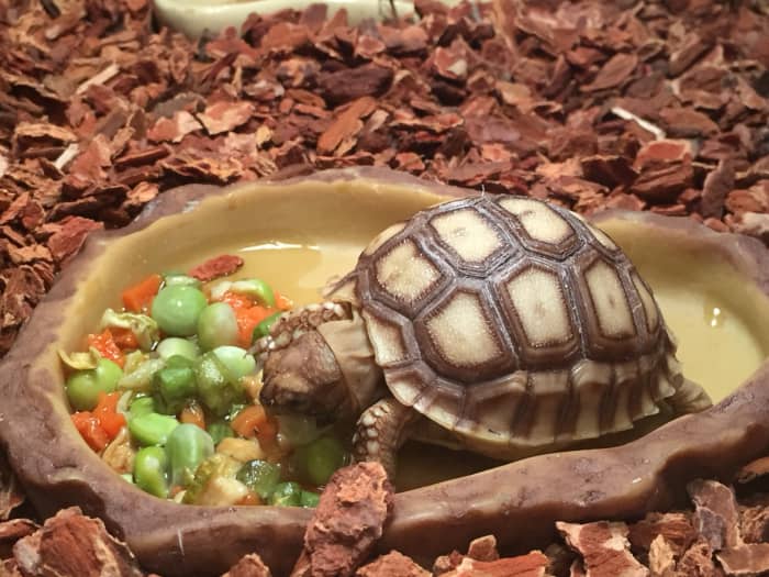 How To Care For Your Sulcata Tortoise - Pethelpful