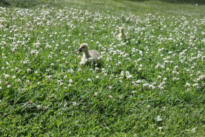 Goslings who imprint on you will follow you anywhere, even if it means braving a jungle of clover to do it.
