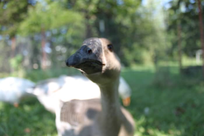 Hand-reared geese are more likely to be friendly, and some breeds especially so. This African brown goose loves to snuggle.