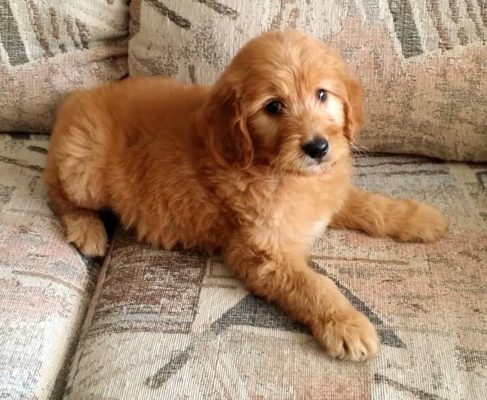 Можете ли вы представить себе что-нибудь более милое, чем щенок Goldendoodle?