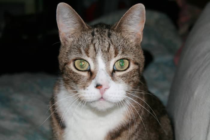 "You mean I have to think about what they might like? I was just gonna give them some tuna. I like tuna."