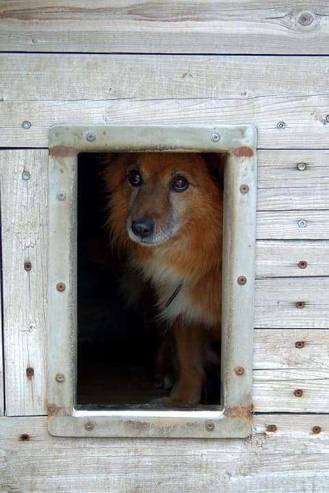 A safe shelter will keep your pet dry and warm. Add hay to make it even more cozy.