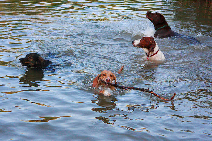 Social dogs who love being in water will love a lakeside camp.