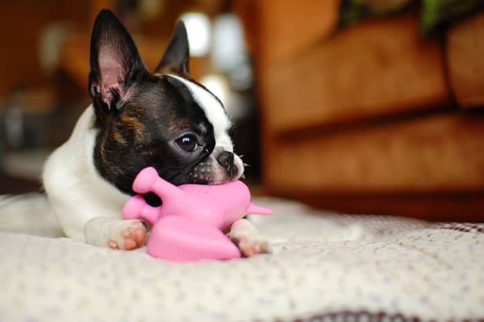 Bringing along a few of your dog's familiar toys will make her more comfortable in the dog hotel or dog camp you choose