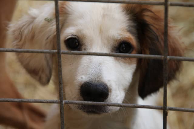 Most dogs in shelters are already tested but you should test again to make sure they are a good fit for your family.